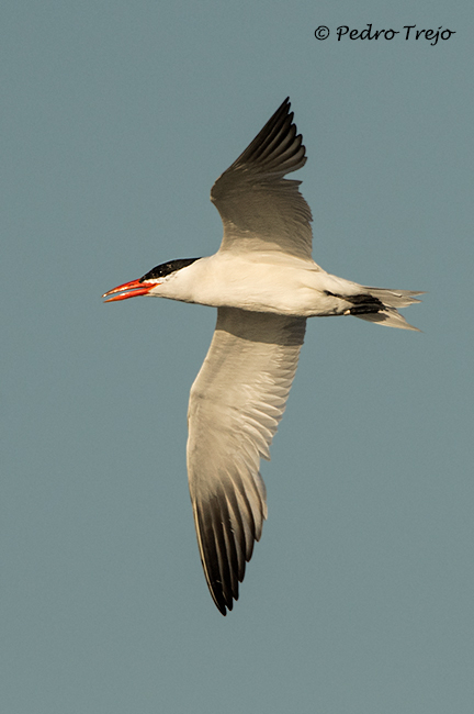 Pagaza piquirroja (Hydroprogne caspia)